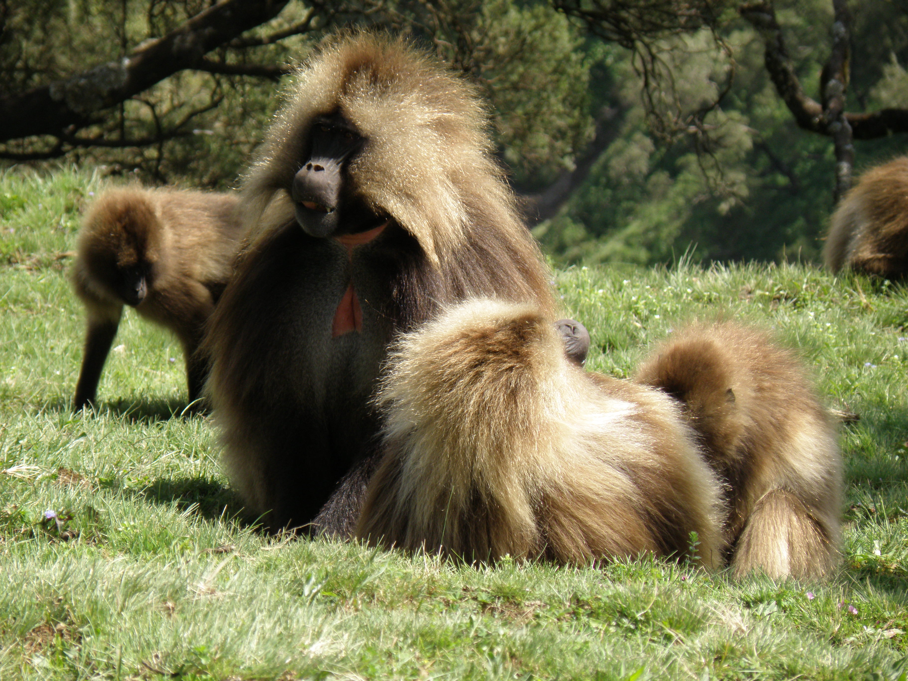 Wildlife